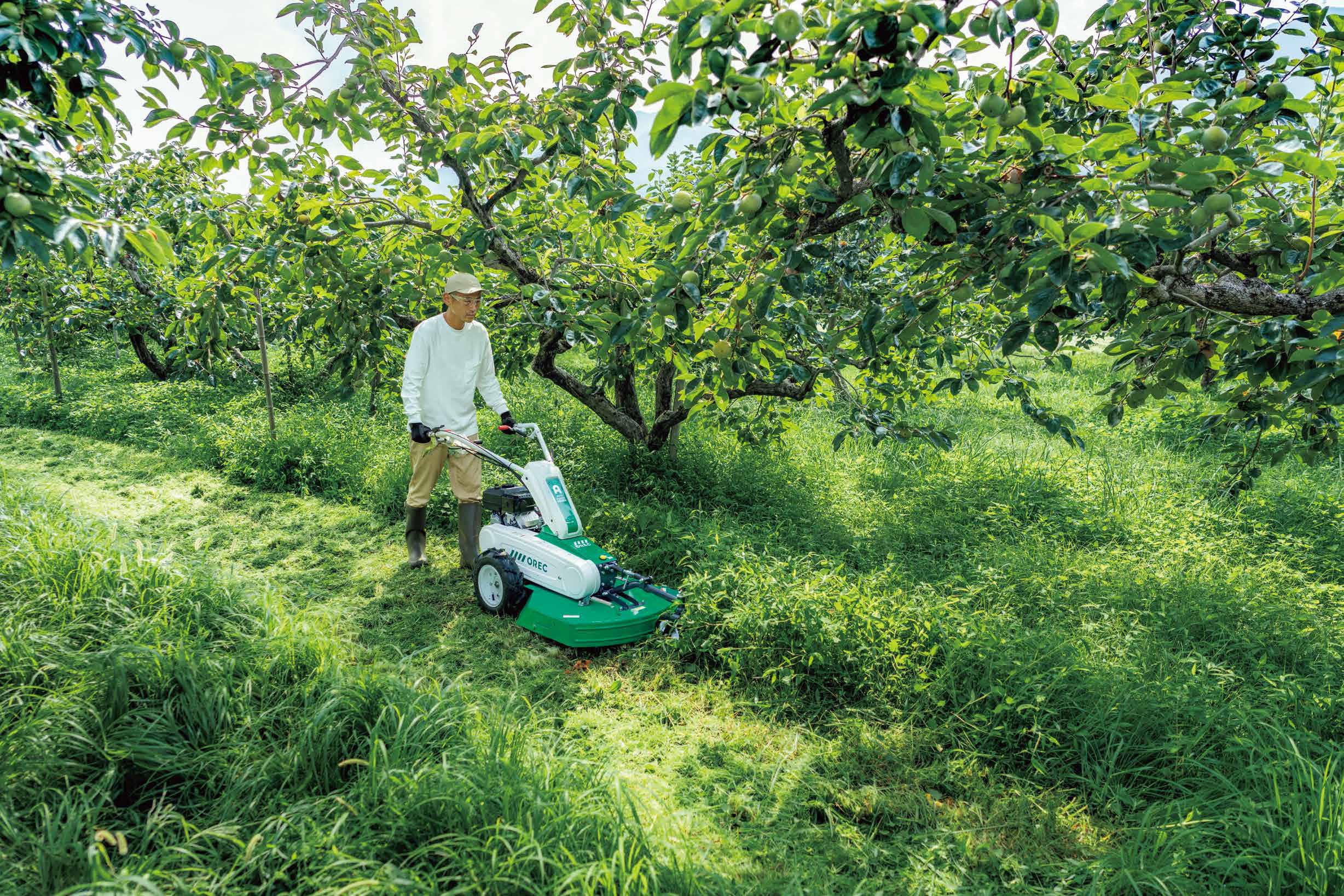 Operator menggunakan OREC Auto Mower AM63B di kebun buah – mesin potong rumput Jepun dengan sistem self-propelled untuk kerja pantas dan kemas